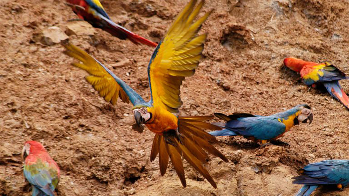 Macaw Clay Lick Tambopata Research Center Peru