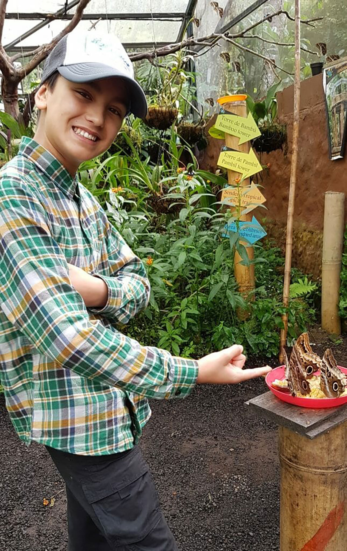 Mindo butterflies