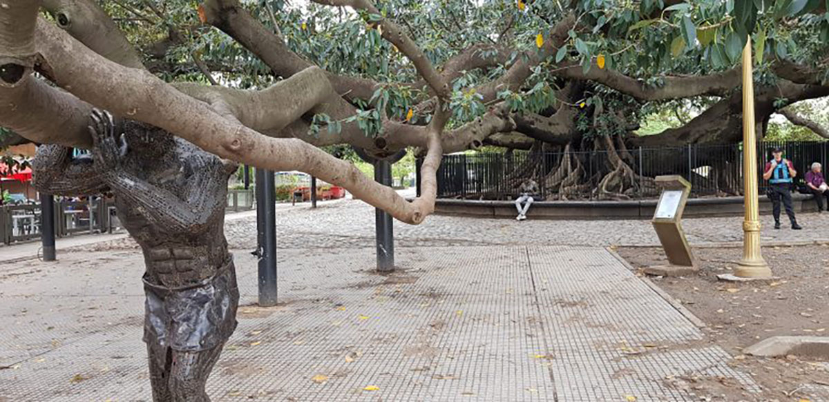 Oldest tree in Buenos Aires, Ficus Elastica, Plaza San Martin, Recoleta, Argentina