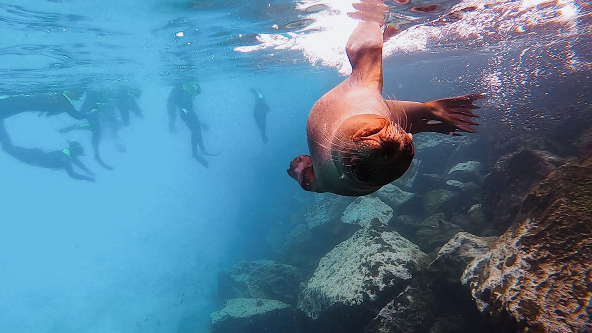 Sea Lion And Snorkelling Santa Fe Galapagos Islands