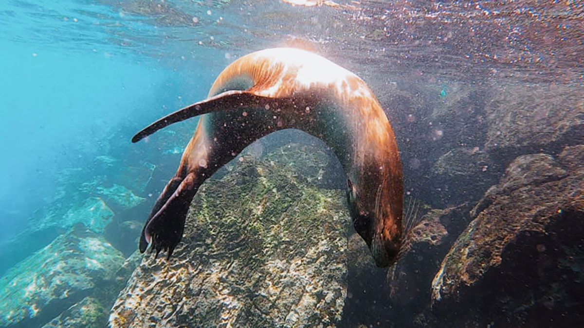 Sea Lion Dancing Underwater Galapagos Islands