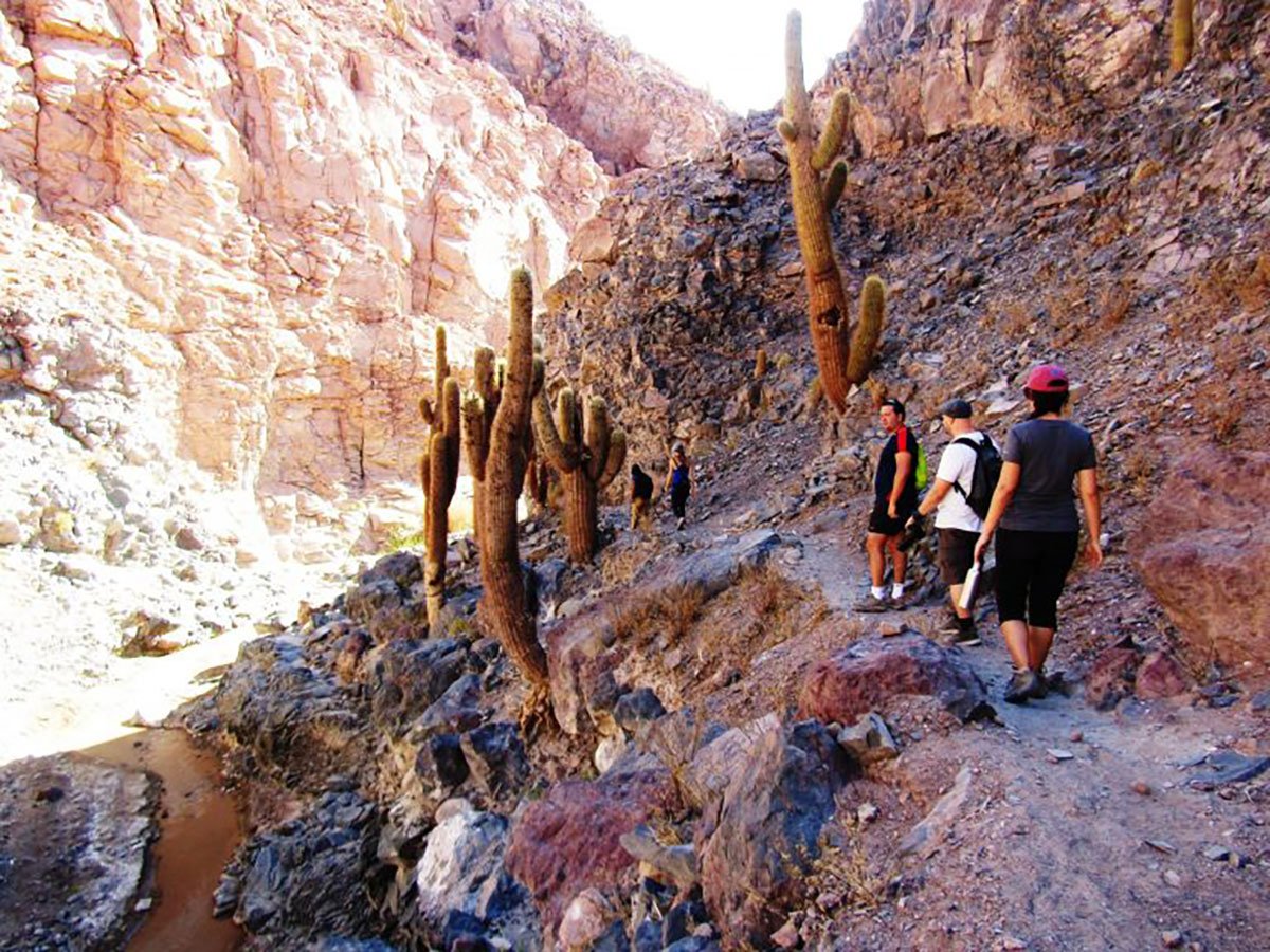 Trekking Guatin Cactus Valley, Atacama, Chile