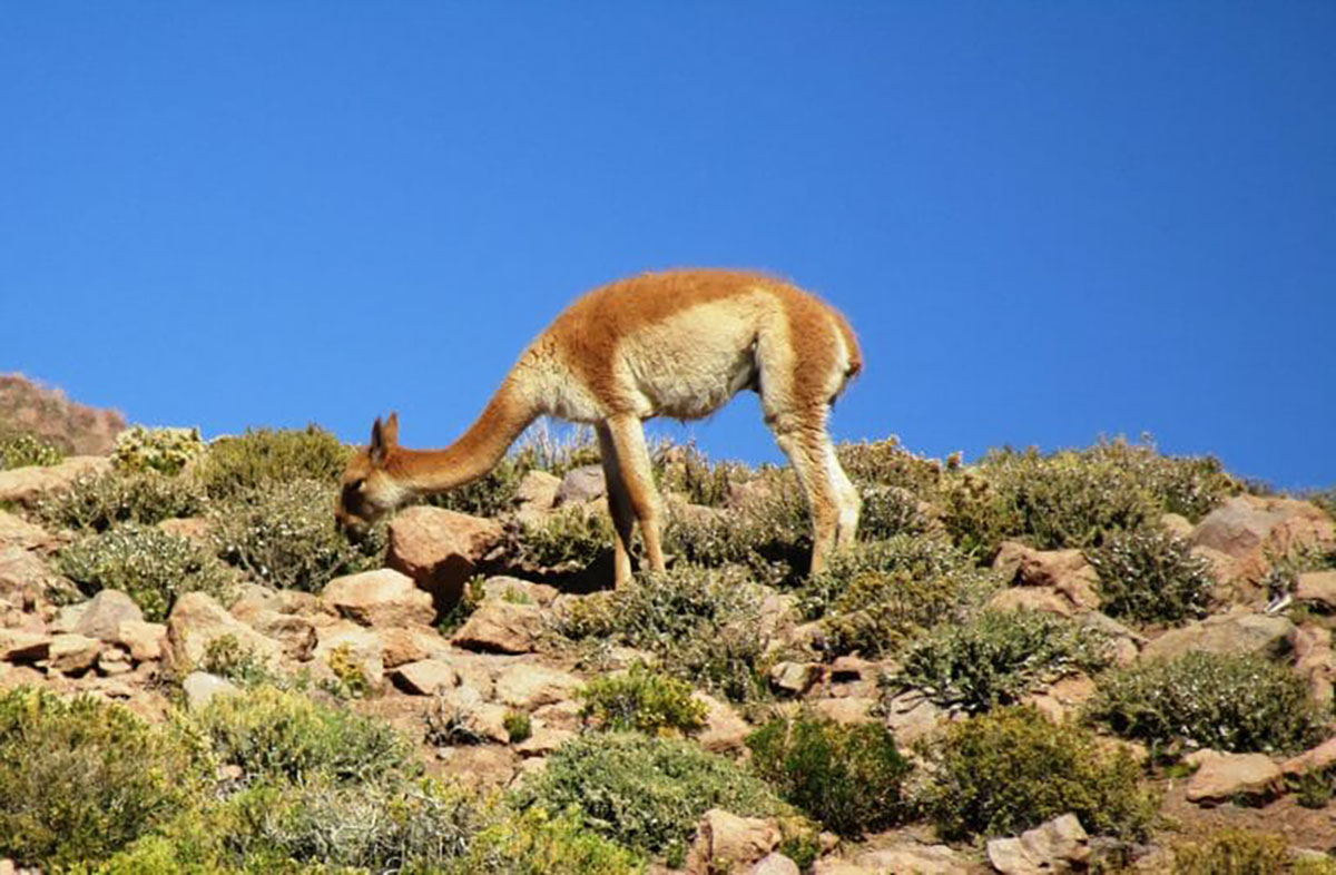 Vicuna, San Pedro De Atacama, Chile