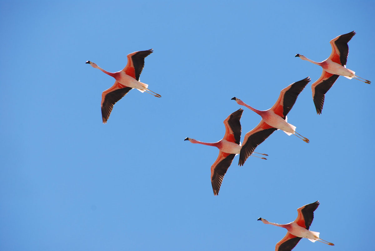 alto atacama hotel flying flamingoes chile