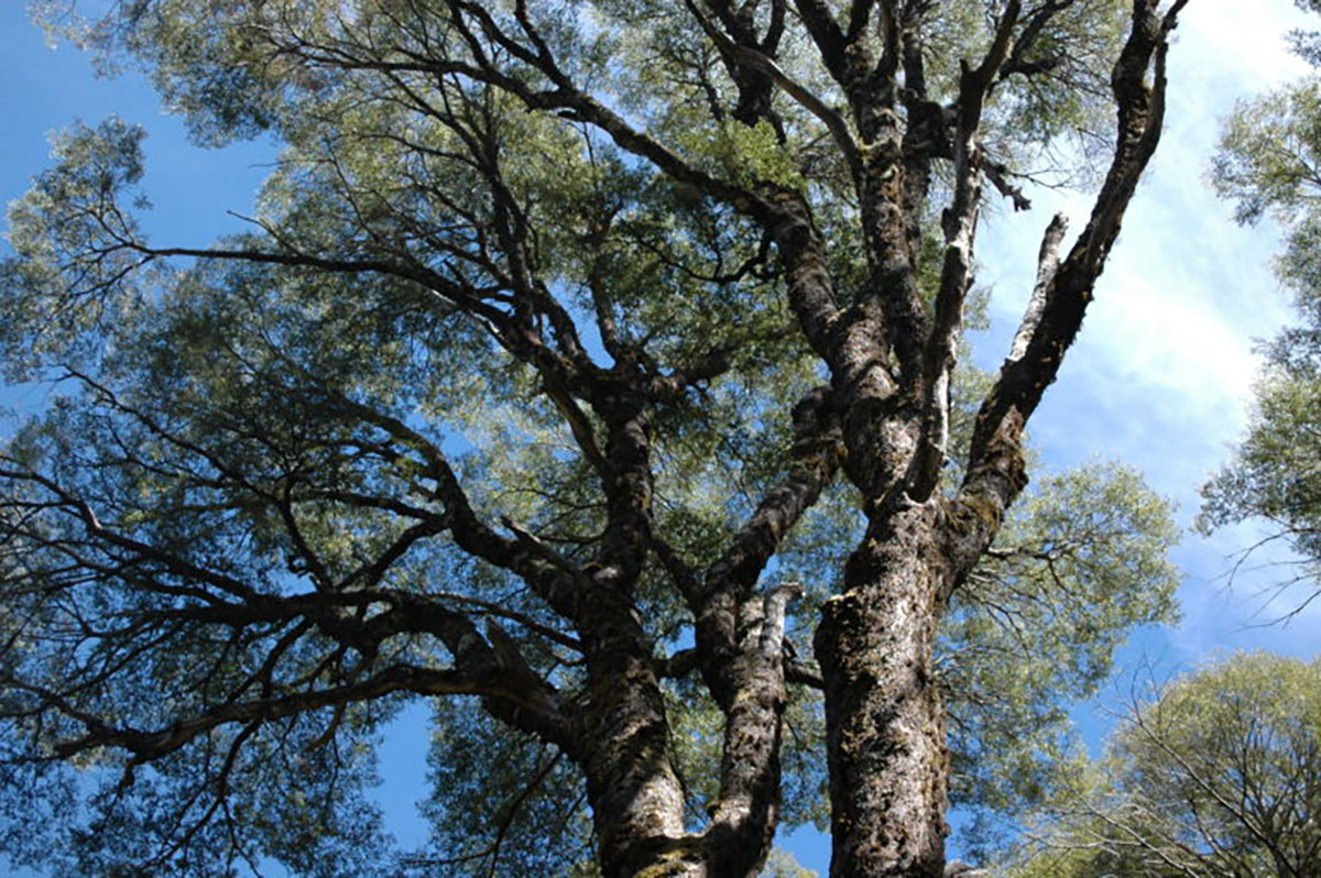 Bariloche forest