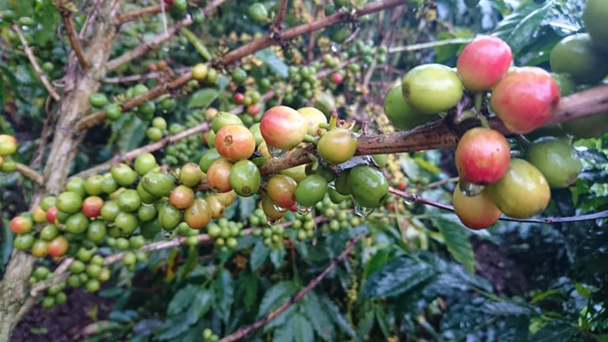 Coffee Beans Colombia