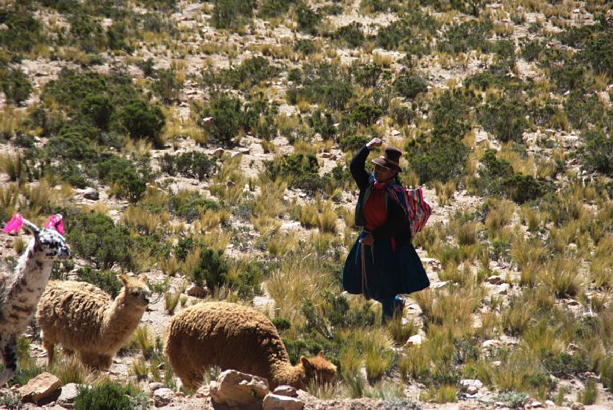 Colca shepherd, Peru