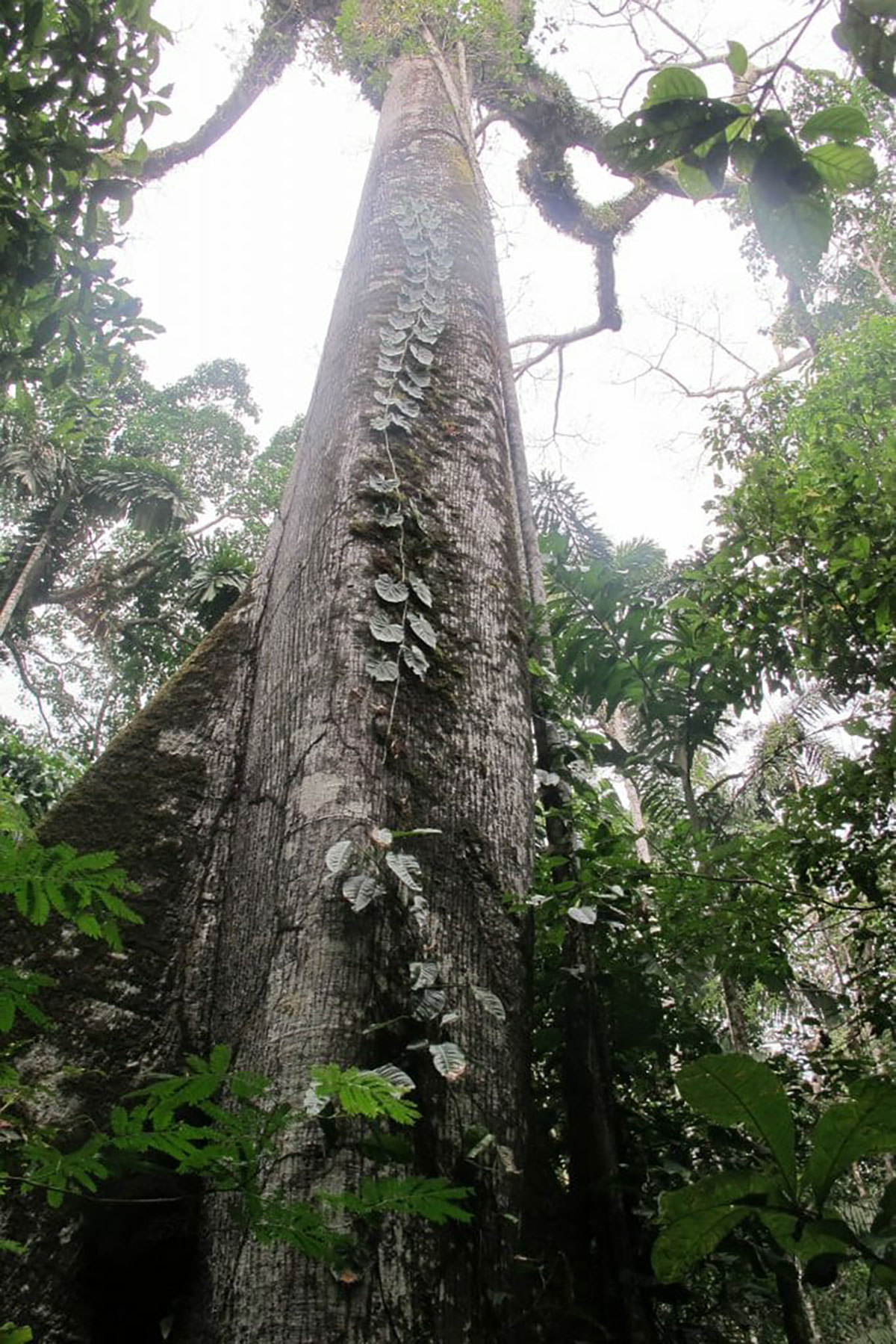 Giant Kapok Tree