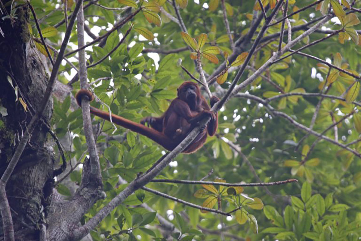 Howler Monkey Amazon Ecuador
