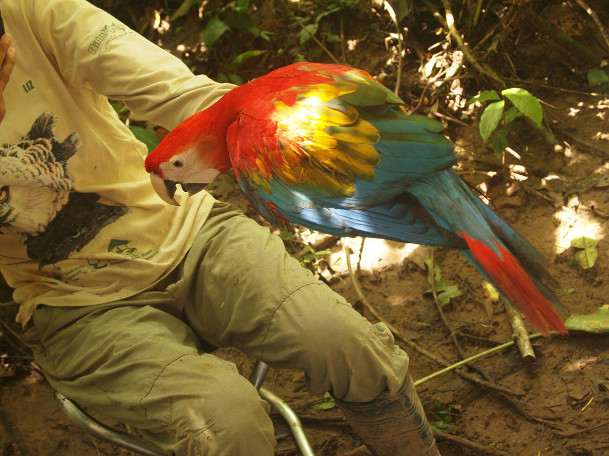 Macaw Project Amazon Peru