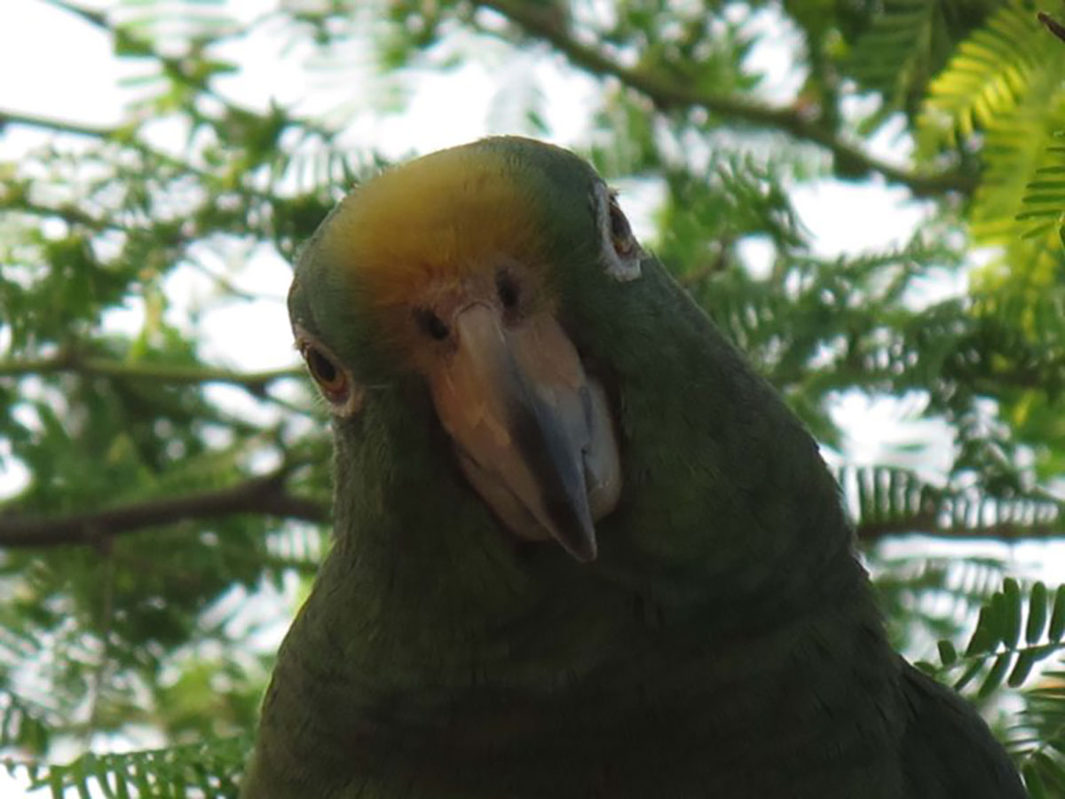 Parrot at Tayrona Colombia