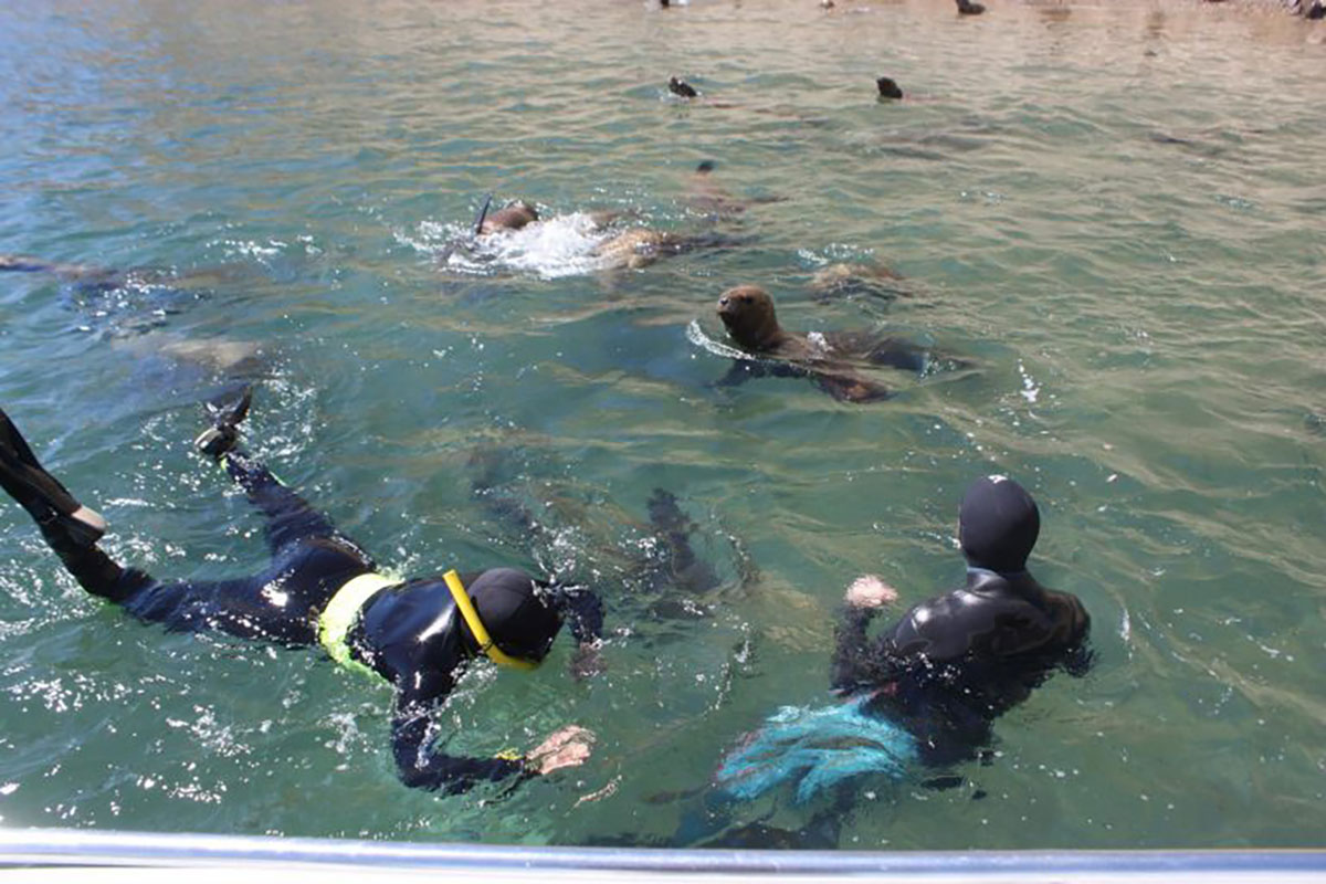 Snorkel Sea Lions Peninsula Valdes Argentina