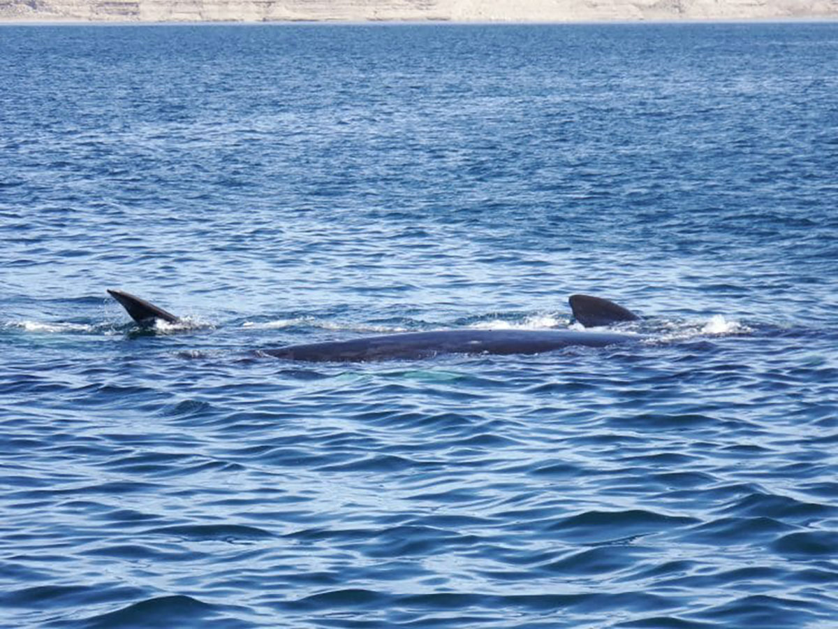 Southern Right Whale And Calf Peninsula Valdes Argentina