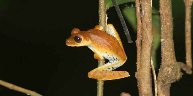 tree frog amazon peru