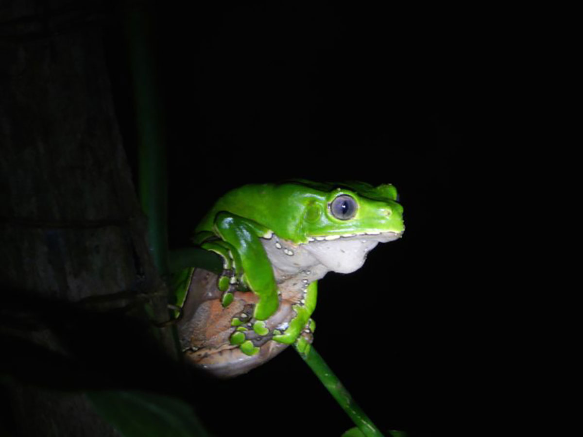 Tree Frog Chalalan Bolivia