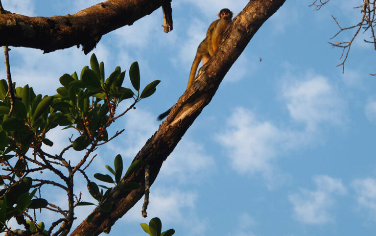 yellow squirrel monkey chalalan bolivia