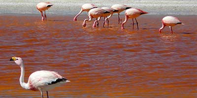 Bolivia Wildlife Tours