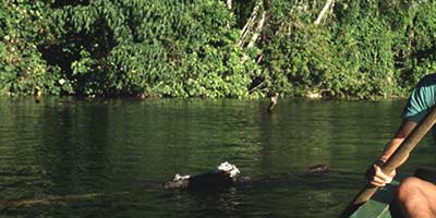 Bolivian Amazon Tours