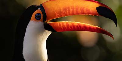 Brazil Wildlife Tours