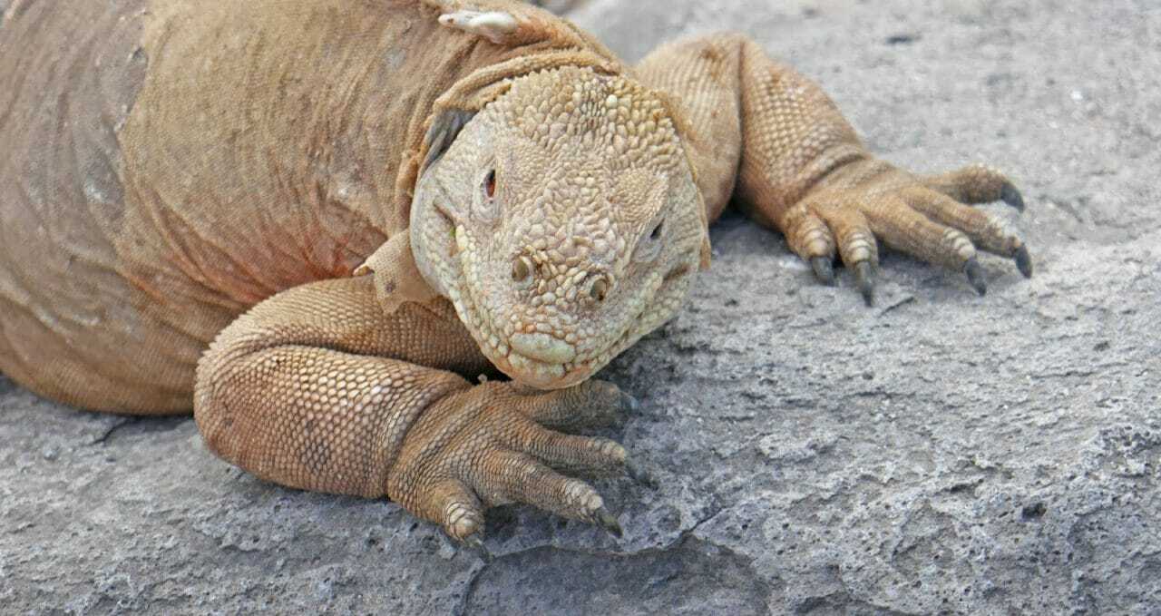 Galapagos Islands Santa Fe Land Iguana