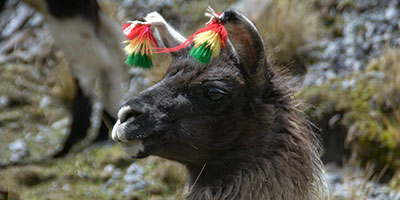 Llama with headdress in Condoriri Bolivia
