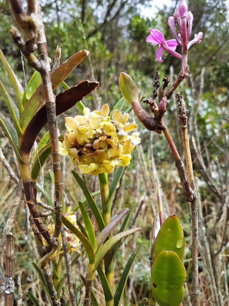 Quilotoa Crater Lake Flowers Ecuador