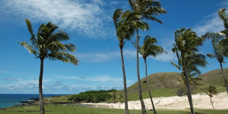 Anakena Beach Palms Easter Island
