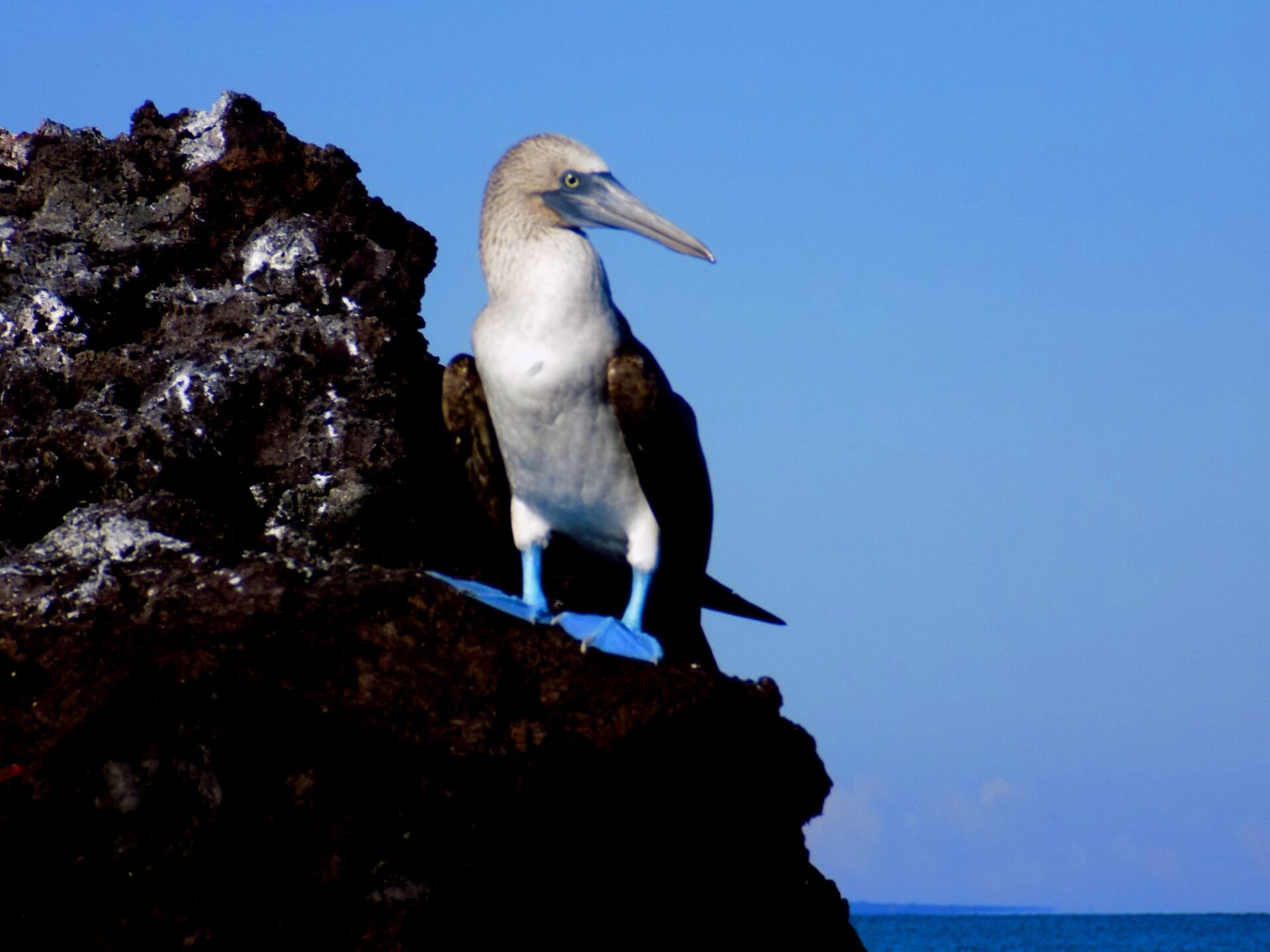 Blue Footed Booby Elisabeth Bay Galapagos