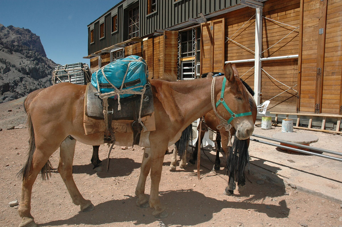 Cargo Mule At Aconcagua Hotel Argentina