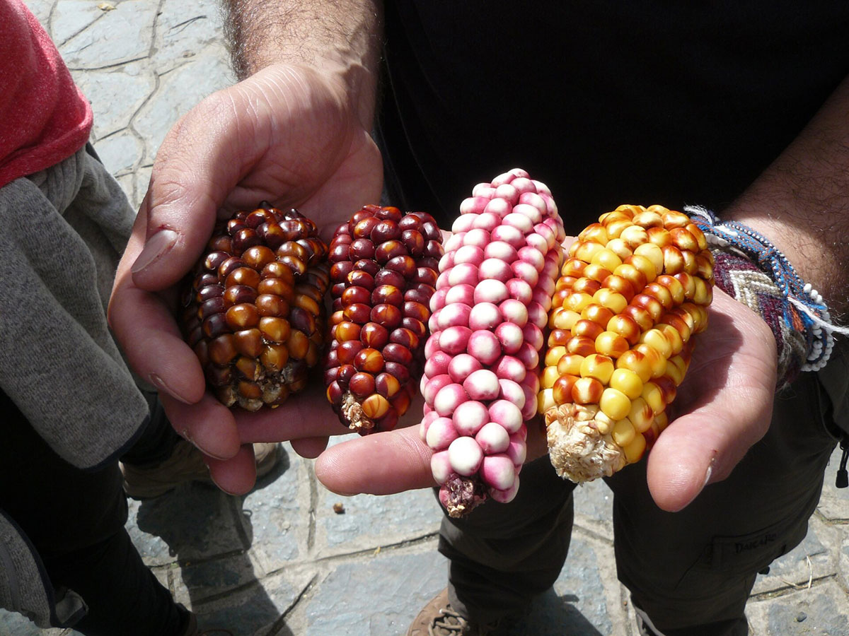 Colourful Maize Cobs Lares Peru