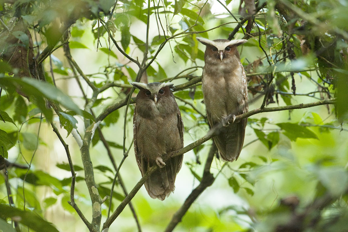 Crested owl Sacha Lodge Ecuador