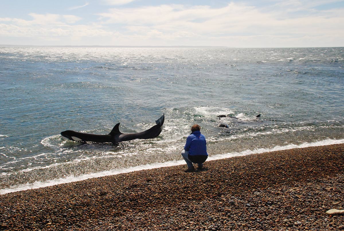El Pedral Orcas At Beach Peninsula Valdes Argentina