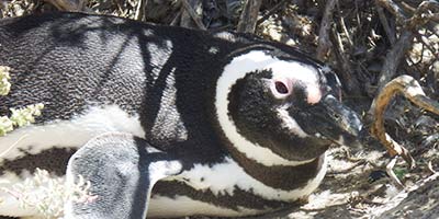 humboldt penguin peninsula valdes argentina