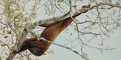 Red Howler Monkey Sacha Amazon Ecuador