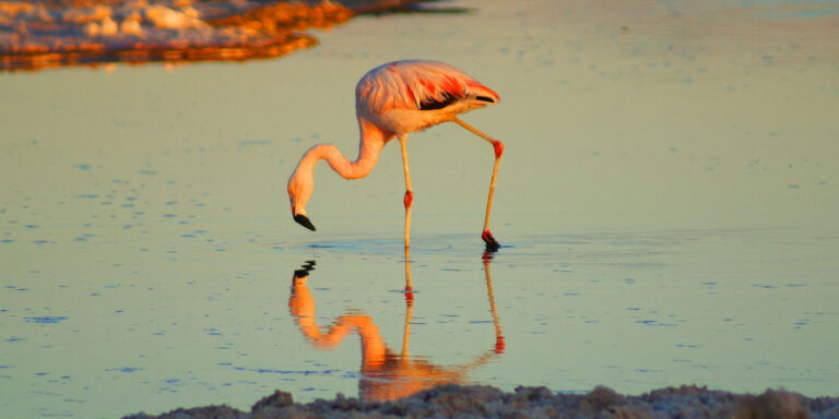 Flamingo Alto Atacama Chile