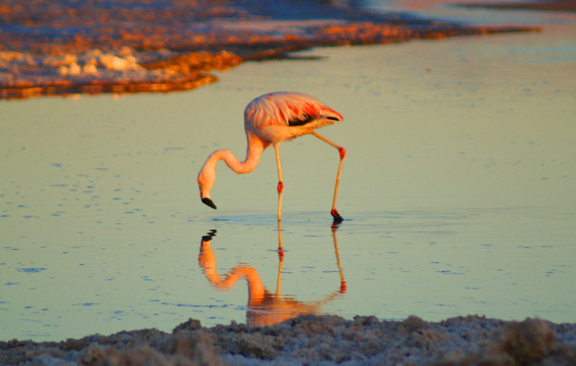 Flamingo Alto Atacama Chile
