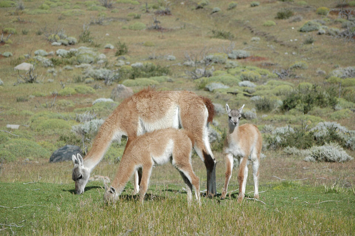 grazing guanacos torres del paine patagonia chile