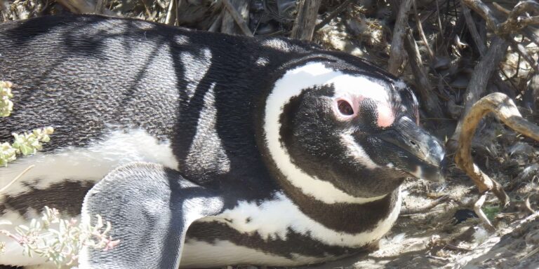 humboldt penguin peninsula valdes argentina