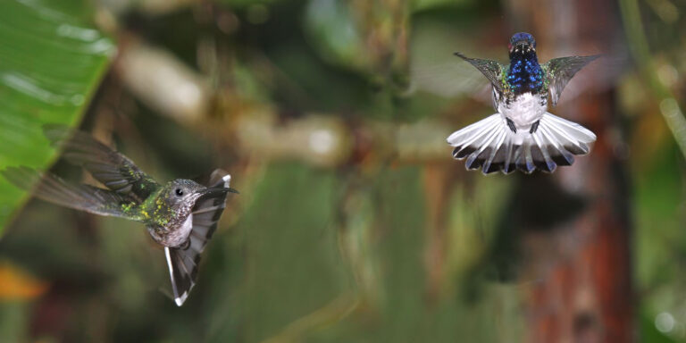 Hummingbird In Flight Ecuador