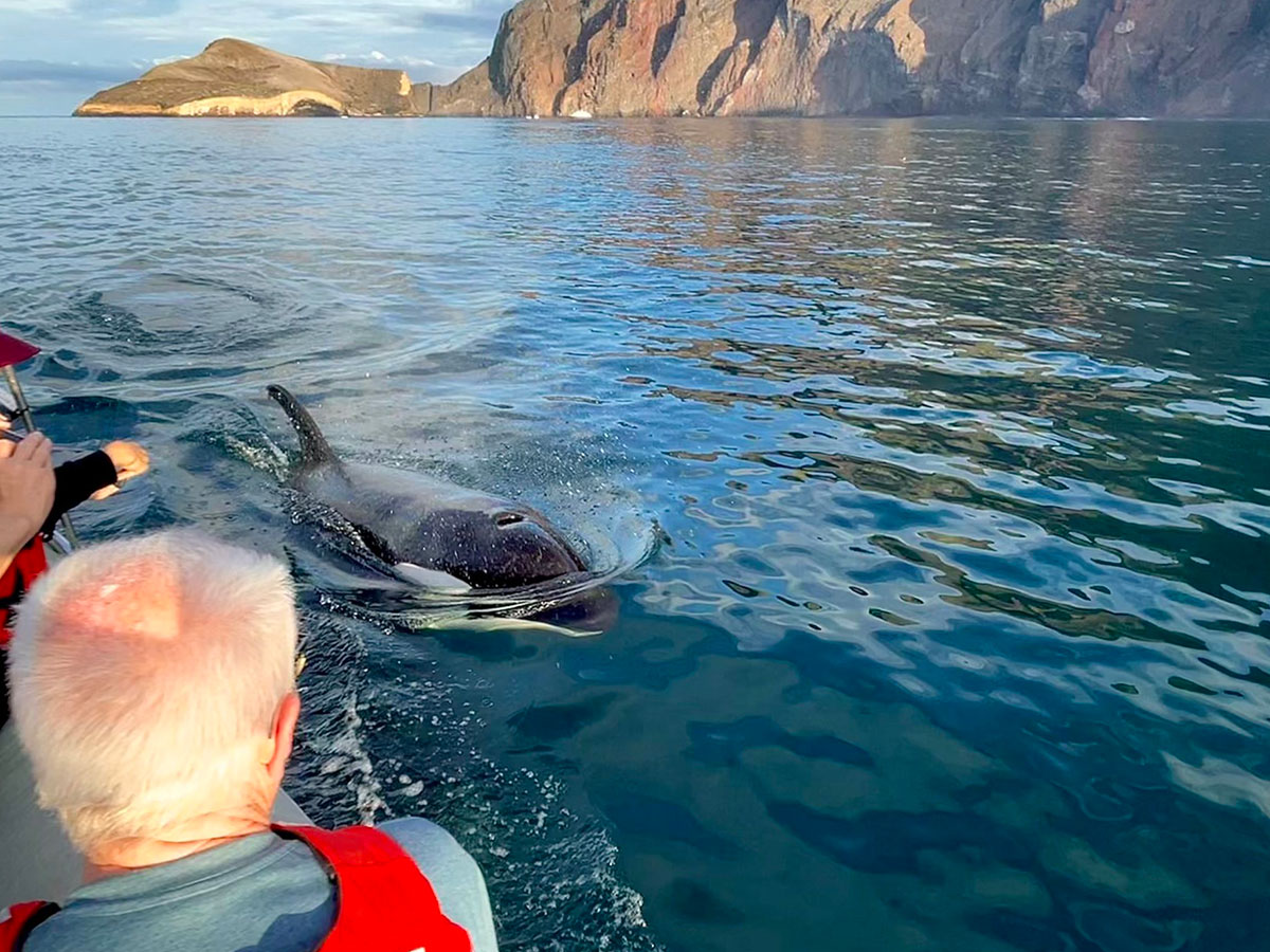 killer-whale-galaxy-orion-galapagos-yacht-galapagos-islands