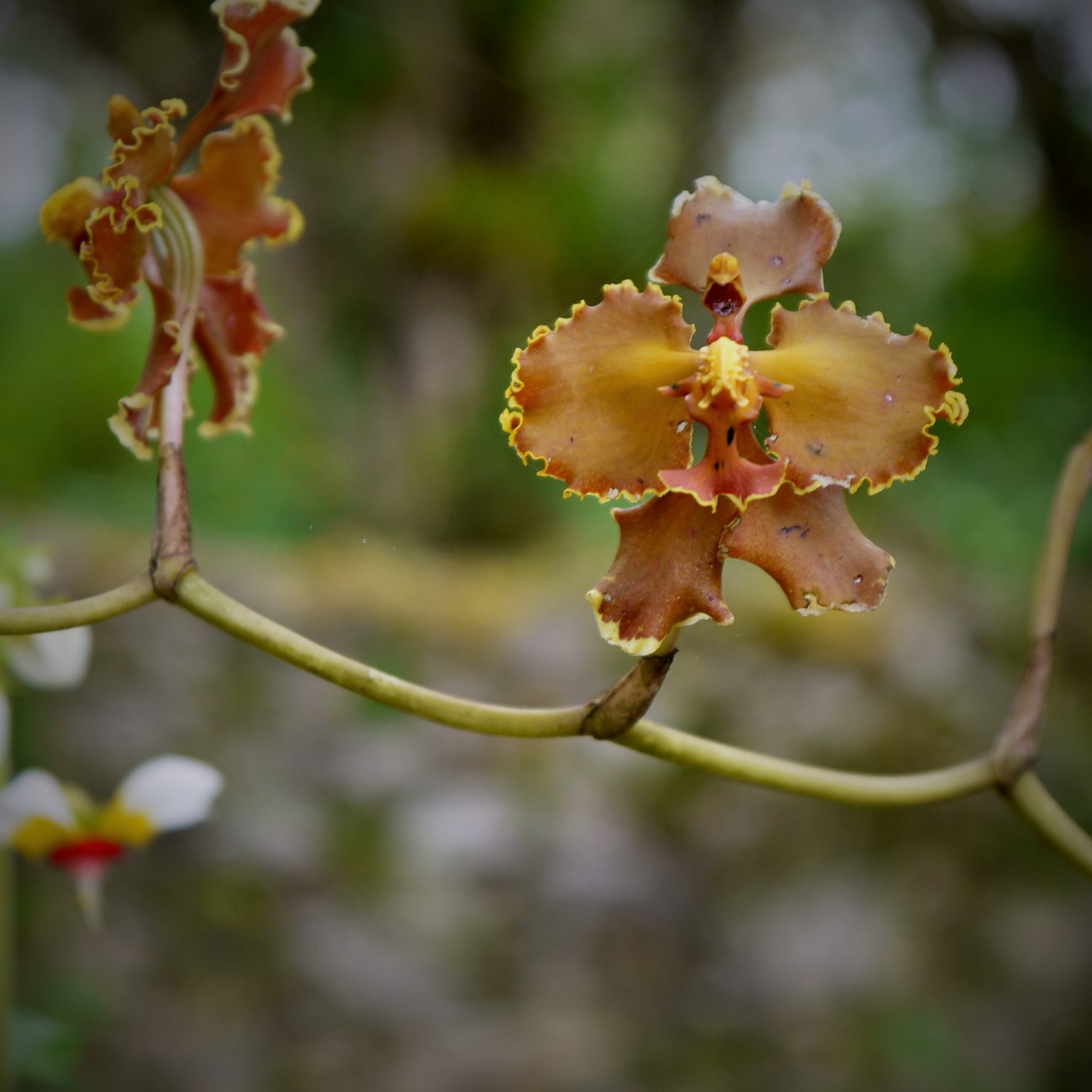 Orchids At Kuelap Peru