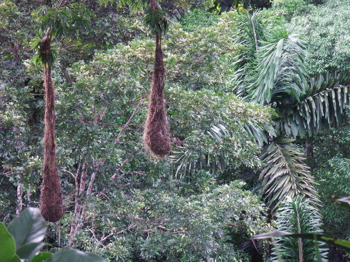 Oropendola Nests Amazon Sacha Ecuador