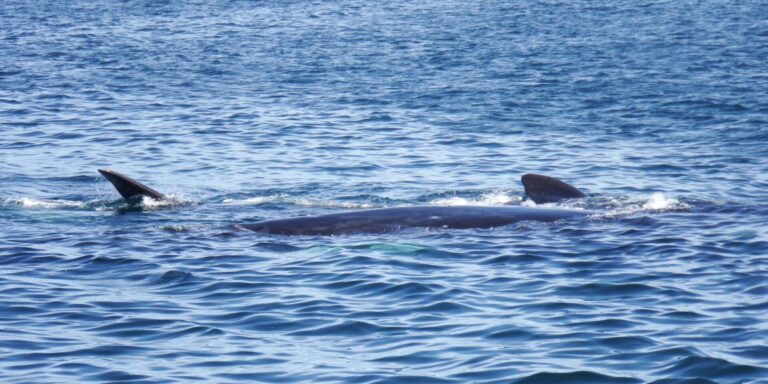 Southern Right Whale And Calf Peninsula Valdes Argentina
