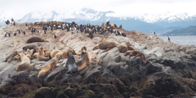 Wildlife on Beagle Channel Patagonia