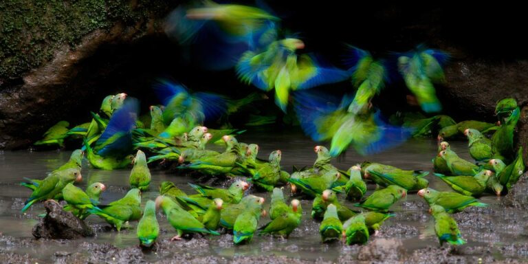 Parrots flying and eating at clay lick Napo Ecuador