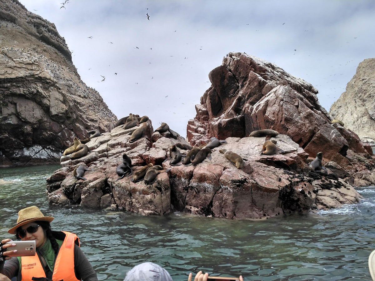 Sea Lions Ballestas Peru
