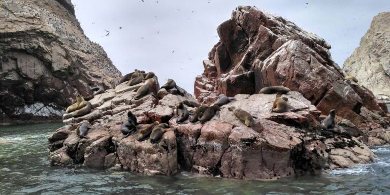 Sea Lions Ballestas Peru