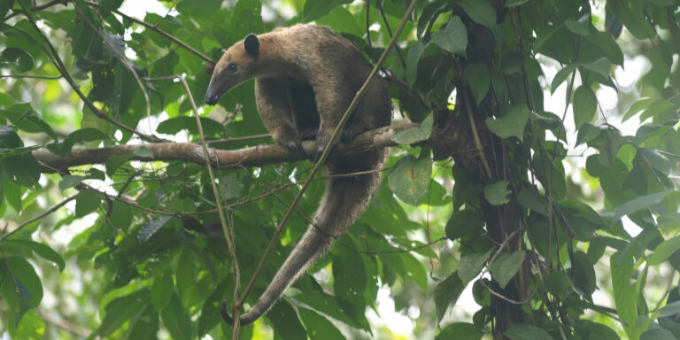 Anteater in tree at Napo Ecuador