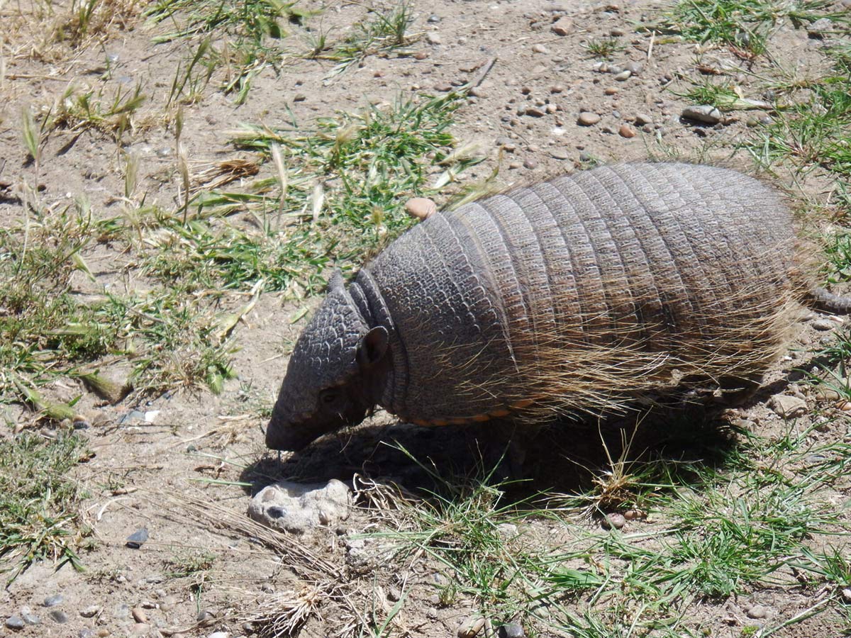 Armadillo Peninsula Valdes Argentina