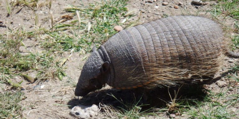Armadillo Peninsula Valdes Argentina